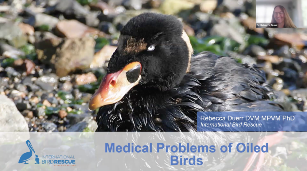 Medical Problems of Oiled Birds