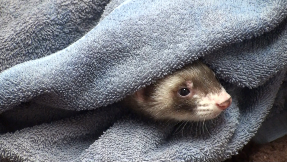 The Collapsing Ferret: More Than Insulinoma