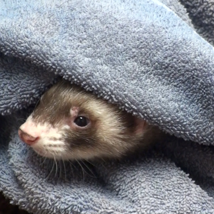 The Collapsing Ferret: More Than Insulinoma