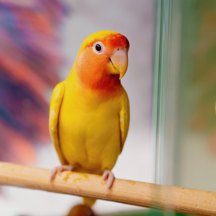 Reproductive Disease in Female Psittacine Birds