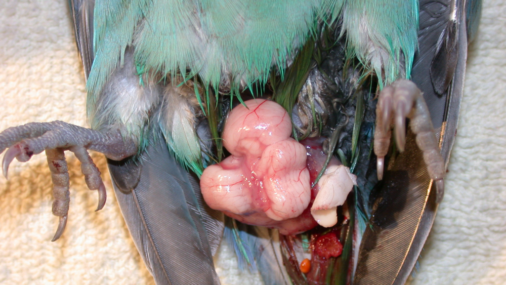 Reproductive Disease in Female Psittacine Birds