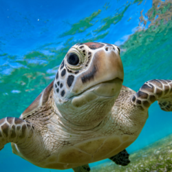 green turtle Colin Davis