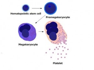 Platelets by budding off from megakaryocytes