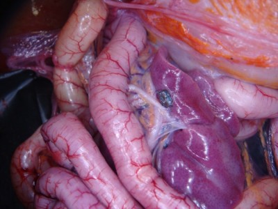 Pancreatic and common bile duct in an American bald eagle