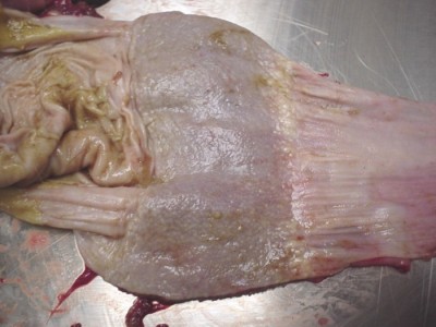 Gross necropsy image in an American bald eagle
