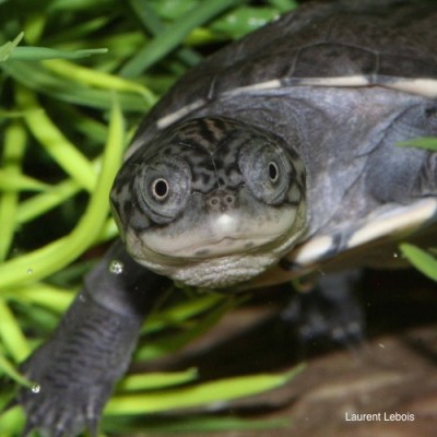 mud turtle Lebois