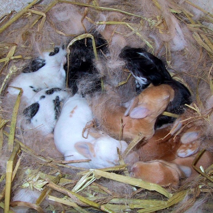 female rabbit in heat