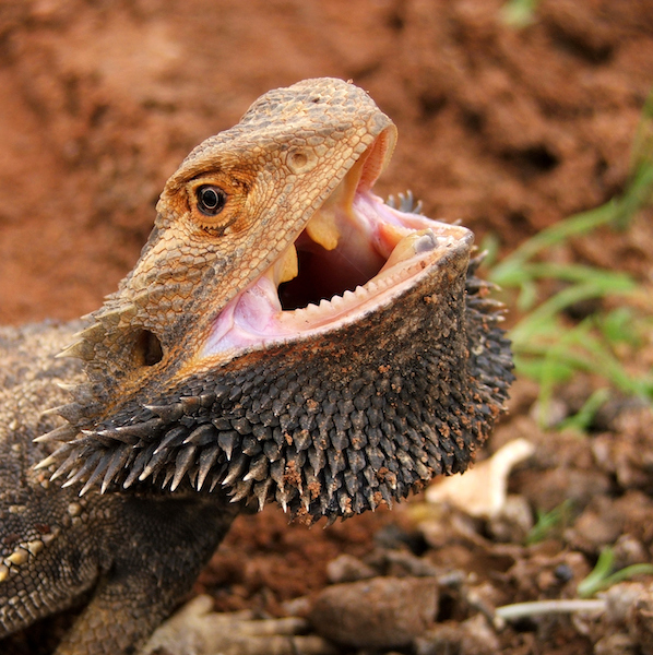 Understanding Reptile Dental Anatomy Clinical Applications