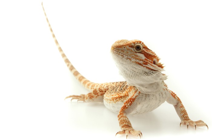 Bearded Dragon, Pogona vitticeps, Native to Australia