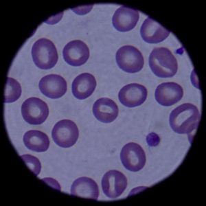  Mammalian red blood cells