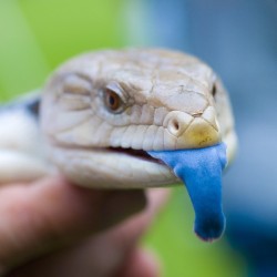 BT skink