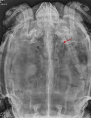 Confirmation of correct central venous catheter placement (arrow) in a chelonian