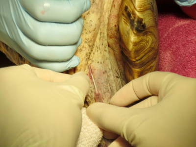 The jugular vein has been exposed through blunt dissection and now an over-the-needle catheter is placed in a caudal direction.