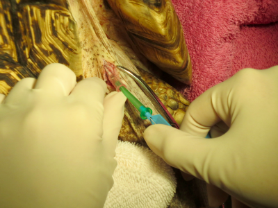 The J-tipped guide wire is carefully introduced through the catheter and advanced to the level of the proximal humeral plastron scutes.