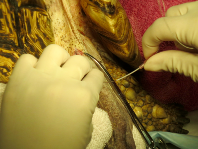 Once the guide wire is in place, the introducing catheter is carefully removed.