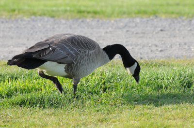 The Canada goose is the most widespread goose in North America.