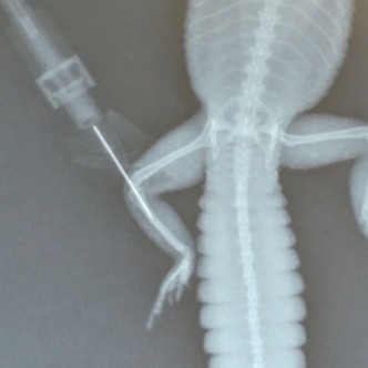 Catheters in Reptiles | LafeberVet