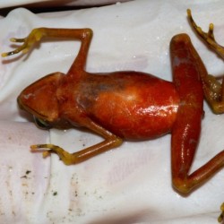 Fast Facts on the Chytrid Fungus