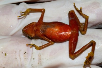 chytrid infected frog Gratwicke