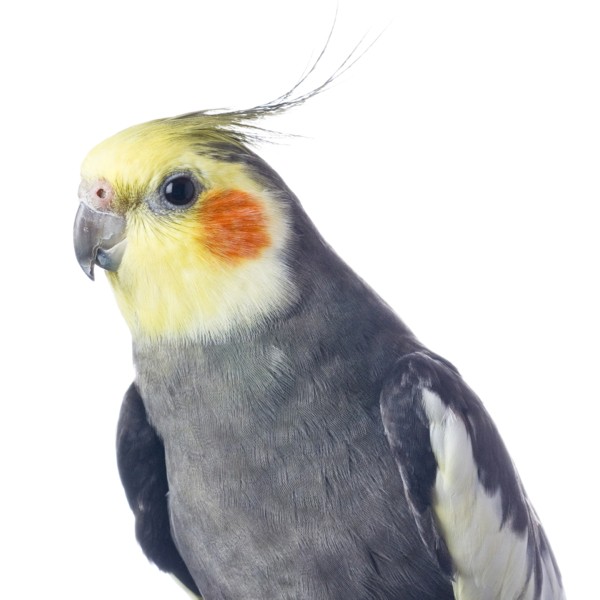 What Is The Average Weight Of A Cockatiel 