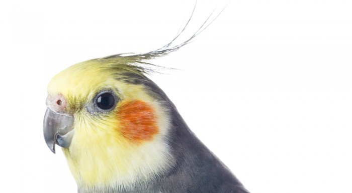 lafeber cockatiel