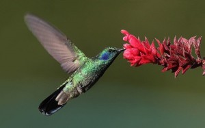 Flowers that attract hummingbirds are typically scentless and often red in color or they may contain bracts or leaves that are red.