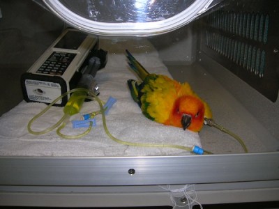 sun conure ICU cage