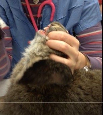 Posicionamiento correcto para la intubación nasotraqueal. Tenga en cuenta que el conejo está en decúbito esternal con la cabeza y el cuello hiperextendidos