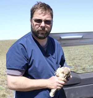 Dr. Miguel Saggese restraining a Patagonian falcon