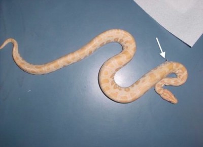  Figure 8 . Difficult shed (arrow) in a burmese python with ectoparasites. Photograph provided by Dr. M. Scott Echols. Click image to enlarge.