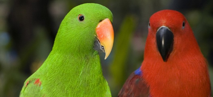 Eclectus Weight Chart