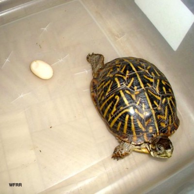 Turtle with egg WFRR
