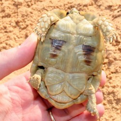Egyptian tortoise plastron