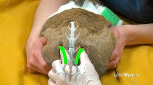 rabbit anatomy overlay