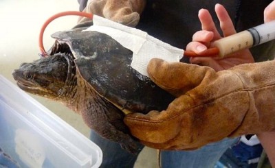 La mise en place d’une sonde d’oesophagostomie chez une tortue serpentine