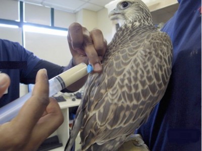 Feeding a falcon via esophagostomy tube