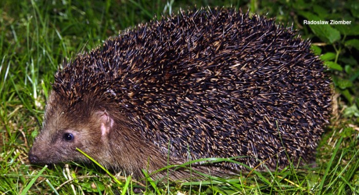 How many times does a hedgehog's heart beat per minute?