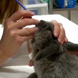 Exotic Small Mammal Anesthesia Webinar