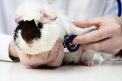 Disease or stress can reduce the frequency of gut sounds or borborygmi ausculted during the physical exam.