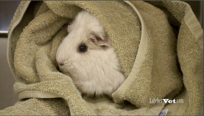 Even a towel can offer some form of visual security for burrowing or to serve as a retreat when the guinea pig is startled.