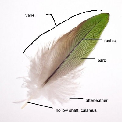 Feather parts