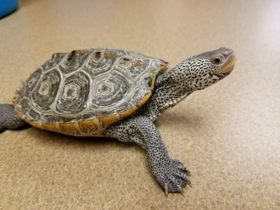 Many pet turtle and tortoise patients are fairly calm patients