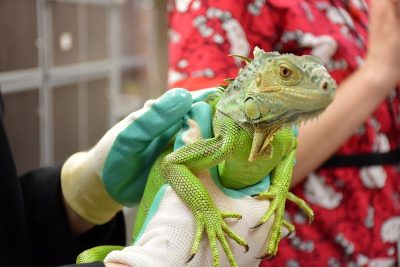 Some lizards like the green iguana are much more likely to use claws and tail lashing for defense