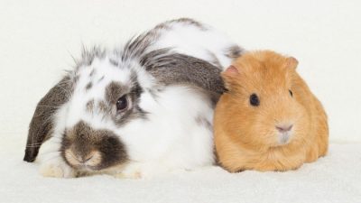Rabbit and Guinea pig