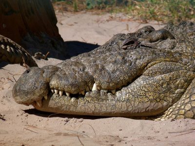 The fourth mandibular tooth projects outside the snout when the crocodile mouth is closed