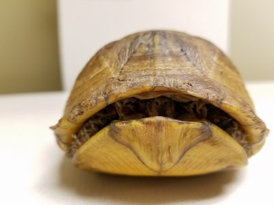 Successful venipuncture can be a challenge in turtles and tortoises. 