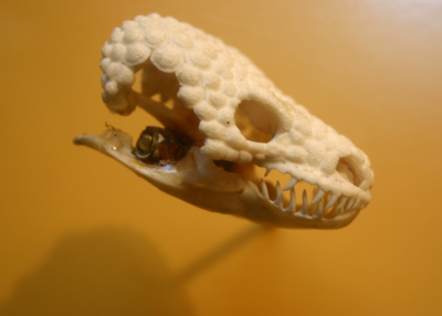 Gila monster skull
