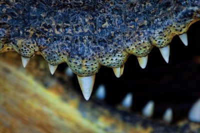Close-up of the undifferentiated, cone-shaped teeth of a Siamese crocodile