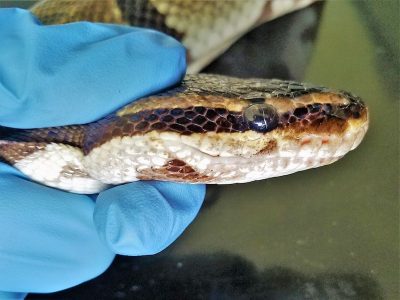 Securely place an index finger on top of the snake’s head