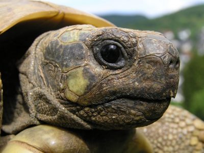 Close-up on the horny beak or rhamphotheca of a Hermann’s tortoise